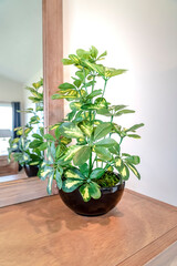 Ornamental potted plant on the vanity cabinet against mirror and white wall