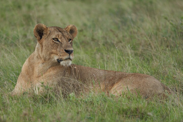 Plakat Lion and Lioness Kenya Safari Savanna Mating
