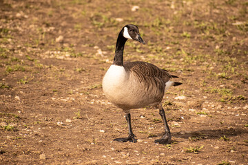 Goose on Lake Taneycomo Branson Missouri