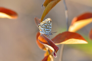 Closeup beautiful butterfly in a summer garden

