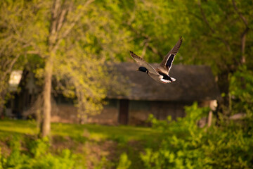 Flying bords in Missouri