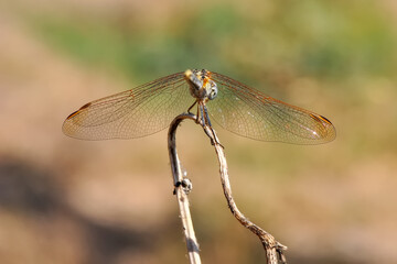 Macro shots, Beautiful nature scene dragonfly.   