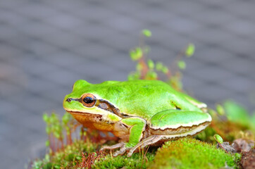 Beautiful Europaean Tree frog Hyla arborea 