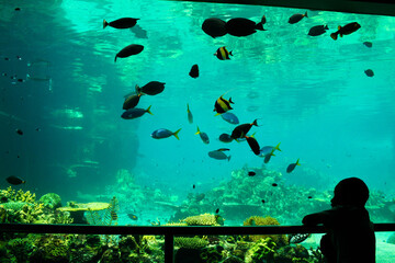 aquarium full of nature 