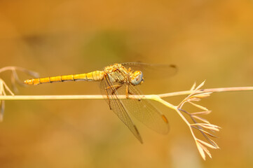Macro shots, Beautiful nature scene dragonfly.   