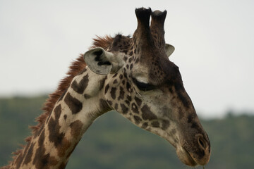 Giraffe Africa Giraffa Safari Big Five Africa