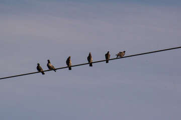 Birds on a wire