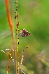 Closeup beautiful butterfly in a summer garden

