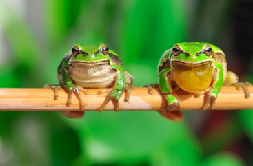 Beautiful Europaean Tree frog Hyla arborea 