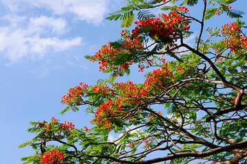 Red Royal Poinciana tree in full bloom with blue sky and white clouds during the summer.  Royal poinciana, flame tree, flamboyant tree. 