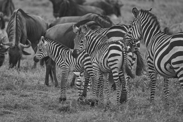 Great Migration Serengeti Gnu Wildebeest Zebra Connochaetes taurinus