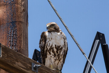 red tailed hawk