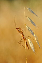 Close up of pair of Beautiful European mantis ( Mantis religiosa )