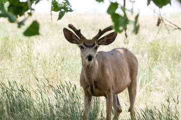 deer in the grass