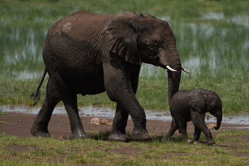 Naklejka na ściany i meble Elephant Baby Amboseli - Big Five Safari -Baby African bush elephant Loxodonta africana