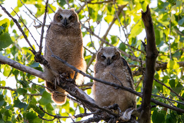 Great Horned Owlets in a tree