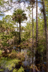 Obraz premium trees in the forest