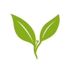flat design green tea leaf