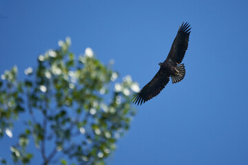 Obraz premium White tailed Eagle Catching eel Raptor Lake Hunting