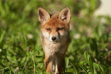 Red Fox Portrait Vulpes Vulpes Evening Sun