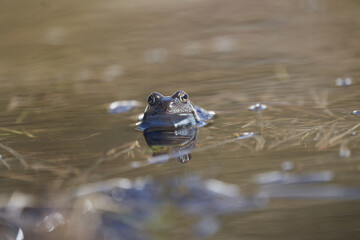 Water frog Pelophylax and Bufo Bufo in mountain lake with beautiful reflection of eyes Spring Mating