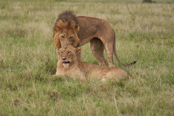 Lion and Lioness Kenya Safari