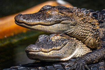 Two smiling alligators sleeping