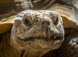 Amazing tortoise basking in the sun 