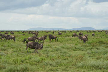 Naklejka na ściany i meble Great Migration Serengeti Gnu Wildebeest Zebra Connochaetes taurinus