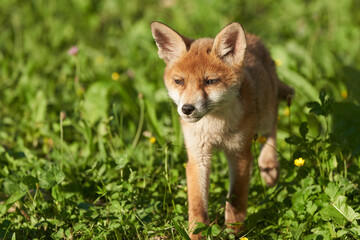 Red Fox Portrait Vulpes Vulpes Evening Sun