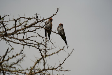 Ggreater striped swallow Cecropis cucullata Couple on a tree