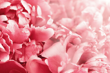 Fototapeta na wymiar Beautiful floral background from pink peonies with sunlight. Tender flowers petals close up. Natural flower backdrop. Selective focus.