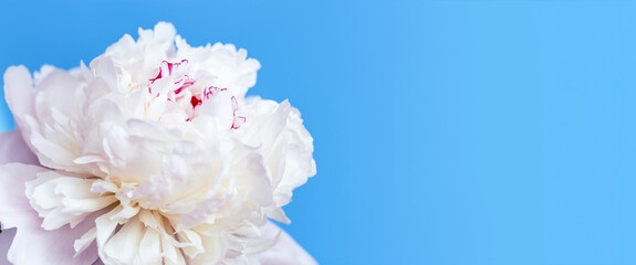 White peony flower on blue background with copy space. Summer blossoming delicate petals of peony, festive background, bright and soft floral card. Banner, Selective focus.