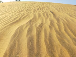 View of sand dunes of Rajasthan