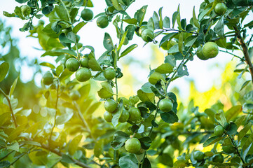  Lime fruits . Green lime on tree