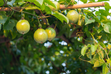  Fresh passion fruits on vine