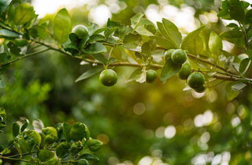 Fresh green lime fruit tree and sunlight background.