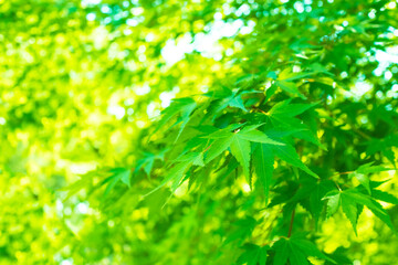 Fototapeta na wymiar Bright green maple before autumn leaves_5341