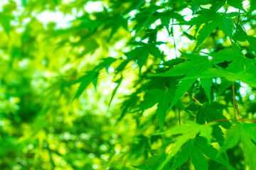 Fototapeta na wymiar Bright green maple before autumn leaves_5351