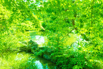 Fototapeta premium Bright green maple before autumn leaves_5357
