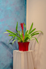 Potted bromeliad with colorful red flower interior
