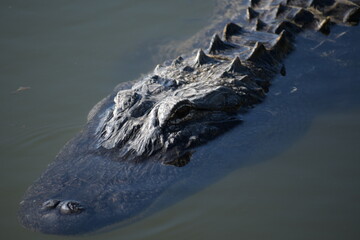 alligator in the water