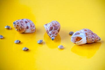 Large and small sea shells on a yellow background