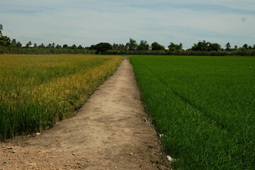 Soil road between two rice fields under blue sky