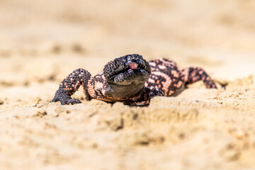Lizard Gila Monster( Heloderma suspectum) north america.