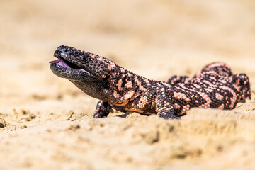 Lizard Gila Monster( Heloderma suspectum) north america.