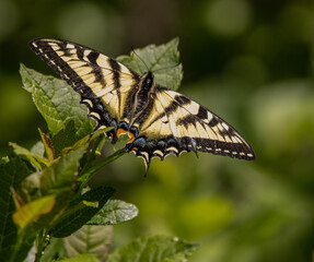 a closeup of a female eastern swallowtail butterfly on leaves (Papilio glaucus)