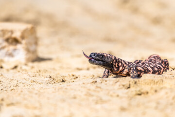 Obraz premium Lizard Gila Monster( Heloderma suspectum) north america.