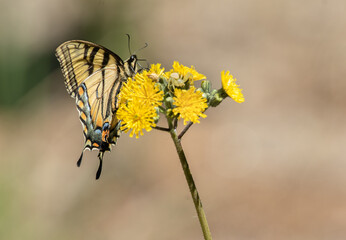 A side view of a female  Eastern Tiger Swallowtail Butterfly (Papilio glaucus) on yellow hawkweed with blurred green background