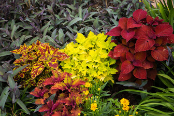 Bright and vibrant color Coleus growing in a backyard home garden